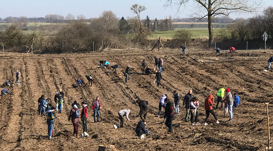 Die 70 Teilnehmer pflanzten 5.000 Baumsetzlinge. Foto: Daniela Raatz