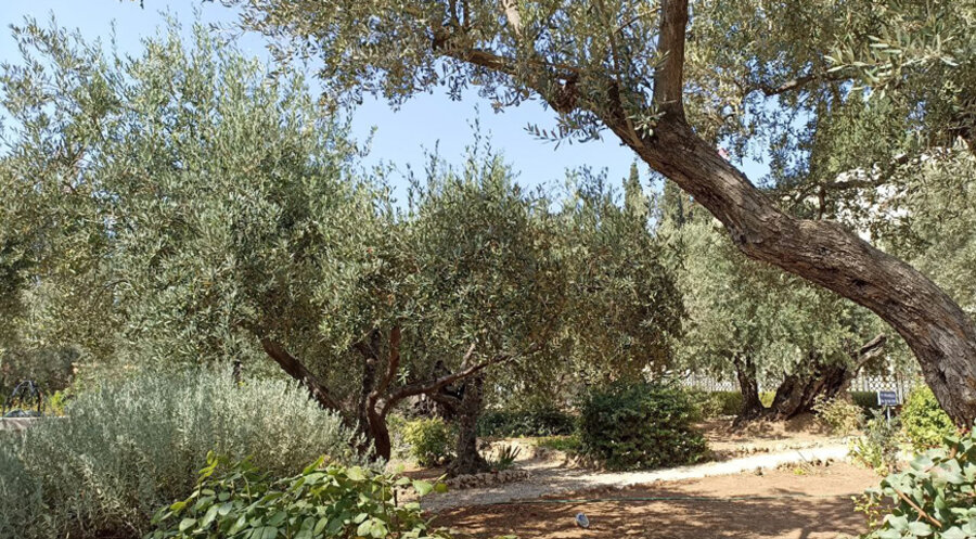 Der Ort der Gefangennahme Jesu heute: der Garten Gethsemane am Ölberg. Foto: IDEA/Steffen Ryll