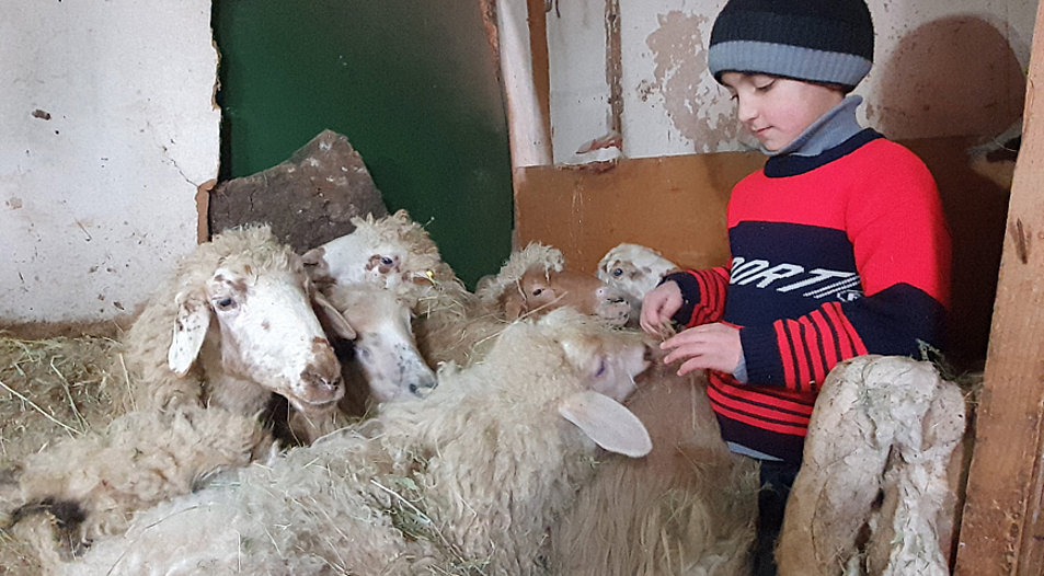 Milch, Käse und Wolle: Schafe sind für viele Armenier wertvoll. Foto: Hoffnungszeichen e. V.