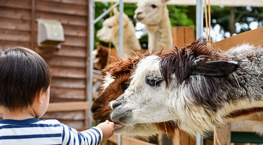 Tiere machten es Kindern oft leichter, in eine Therapie einzusteigen, so Klinikleiter Gotthard Lehner. Die Alpakas dienten so als eine Art „Eisbrecher“. Symbolfoto: pixabay.com