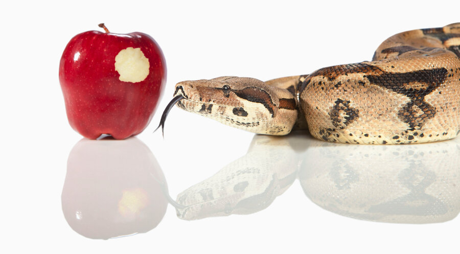 Die rote Frucht und die Schlange stehen symbolisch für die Sünde. Symbolfoto: Picture Alliance/Design Pics 