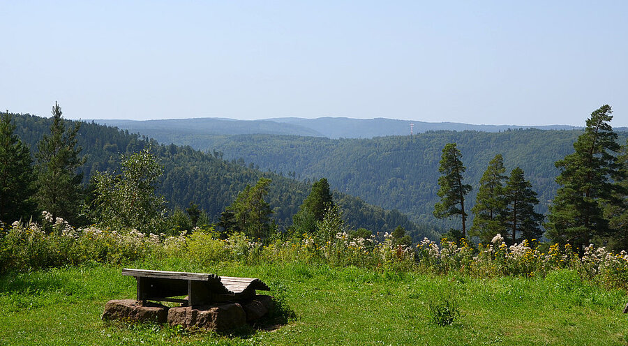 Himmelsliege auf dem Glücksweg. Foto: Timo Roller