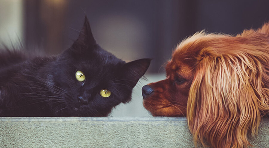 Ein Haustier gehört oft mit zur Familie. Symbolfoto: pixabay.com