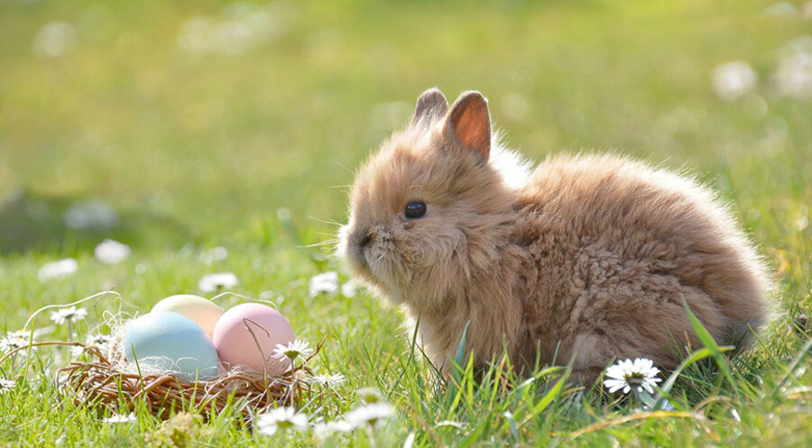 In dem Ostermusical ging es um die Frage, was eigentlich hinter der Ostertradition um Eier und Osterhasen steht. Symbolbild: pixabay.com