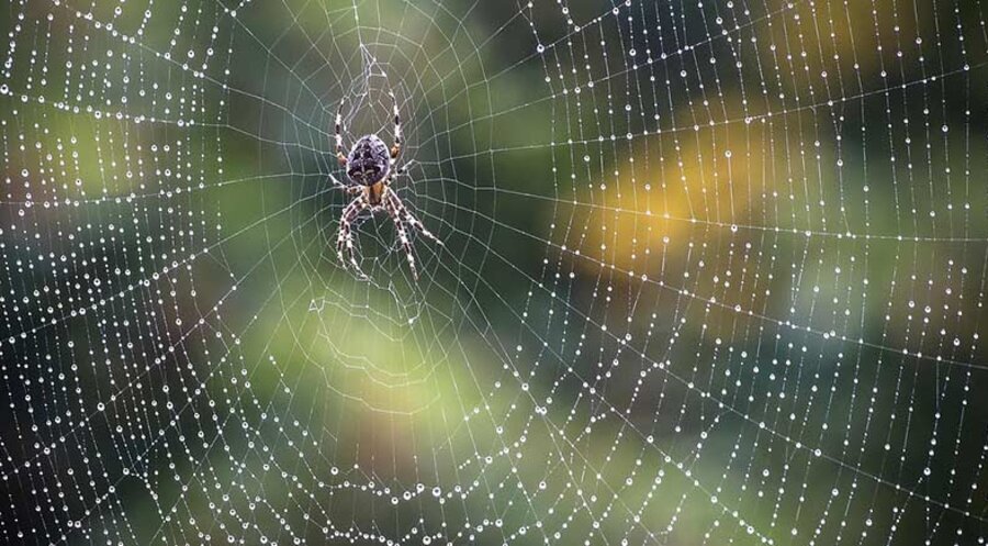 Spinnen weben kunstvolle Netze, in denen sie ihre Beute fangen. Foto: pixabay.com