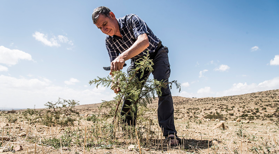 2018 wurde Tony Rinaudo für sein 
Engagement mit dem alternativen 
Nobelpreis geehrt. Foto: World Vision