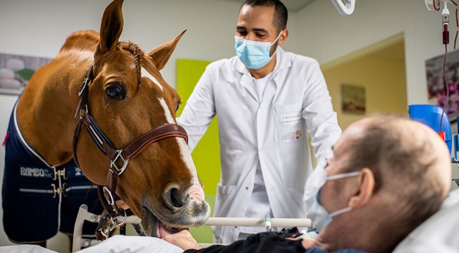 Aus einer Serie des französischen Fotografen Jérémy Lempin: Das Dressurpferd Peyo kommt als Sterbebegleiter in Hospizen und Palliativstationen zum Einsatz. Foto: Jérémy Lempin