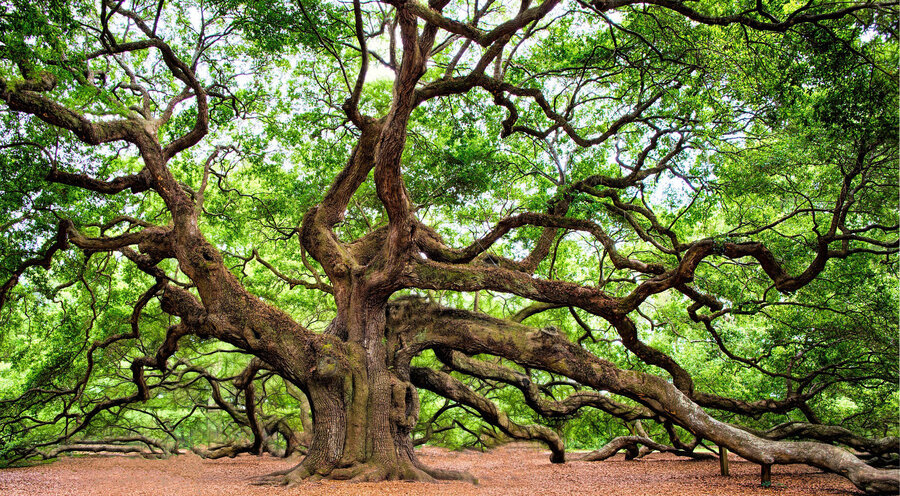 Was wir von einem alten Baum lernen können. Foto: pixabay.com