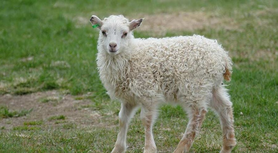 Schafe sind wehrlose Tiere. Foto: pixabay.com