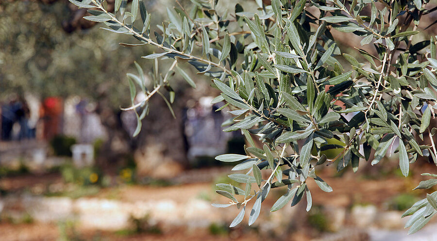 Ein Olivenbaum in Israel. Symbolfoto: iStock/Francis ODonohue