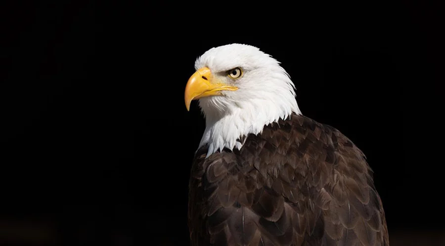In der Kolumne „Adler-Blick" beschreibt der Autor, welche Eigenschaften Christen trainieren können. Symbolfoto: pixabay.com
