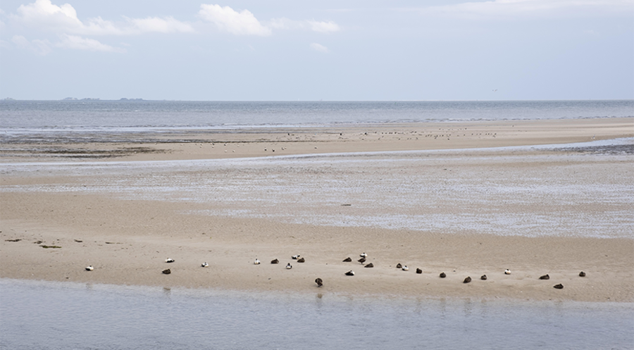 Blick aufs Wattenmeer vor der Nordseeinsel Amrum. Foto: picture alliance/imageBROKER/Wilfried Wirth