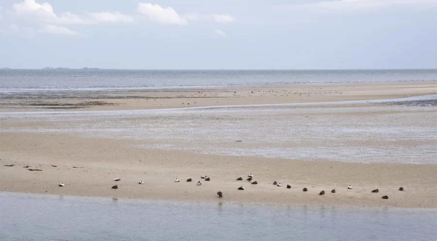 Blick aufs Wattenmeer vor der Nordseeinsel Amrum. Foto: picture alliance/imageBROKER/Wilfried Wirth