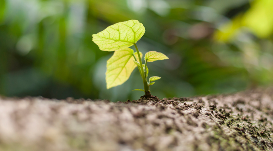 Krise als Wendepunkt „zur Veränderung, zur Reifung, zum Aufbruch und der großen Chance, eine neue Antwort mit seinem Leben geben zu können“ / Symbolfoto: iStock: NnJarari 