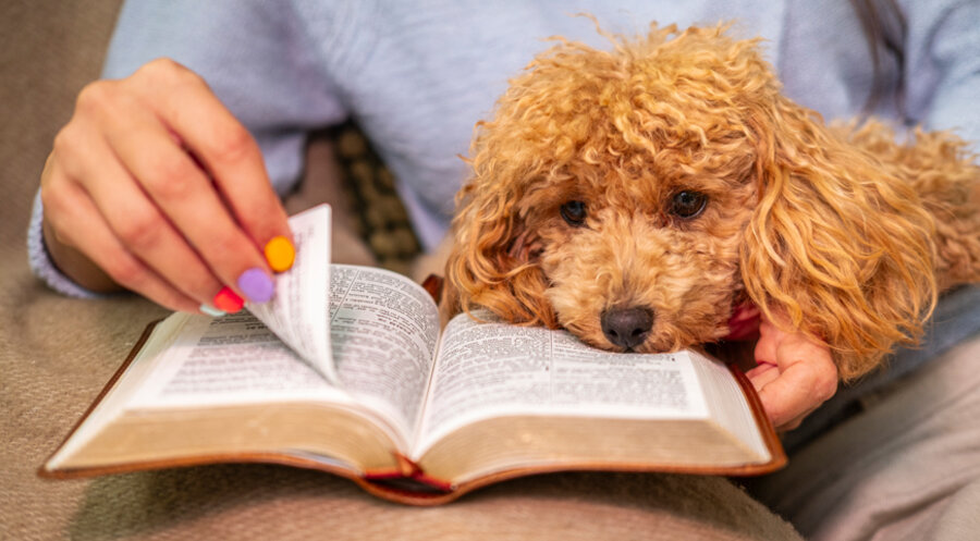 Warum kann ein Hund ein Geschenk Gottes sein? Foto: iStock/Black Lollipop
