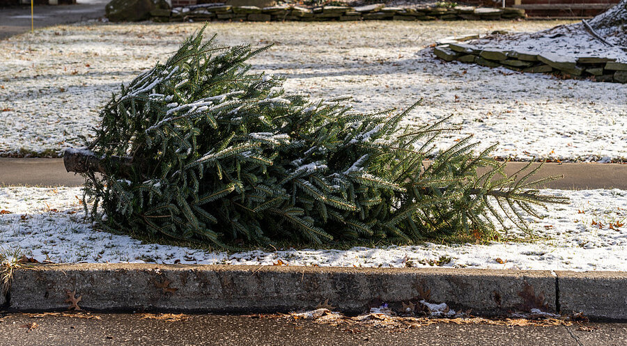 In der Gesellschaft herrscht Uneinigkeit, wann der Weihnachtsbaum entsorgt werden darf. Symbolfoto: iStock/Bildnachweis:Tyler Tomasek