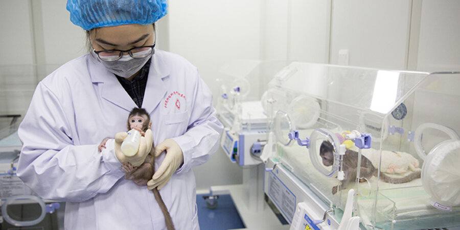 Chinesischen Forschern soll es laut der Fachzeitschrift „Cell“ geglückt sein, zwei Javaneraffen zu klonen. Sie sind also genetisch nicht voneinander zu unterscheiden. Foto: picture-alliance/ZUMA Press