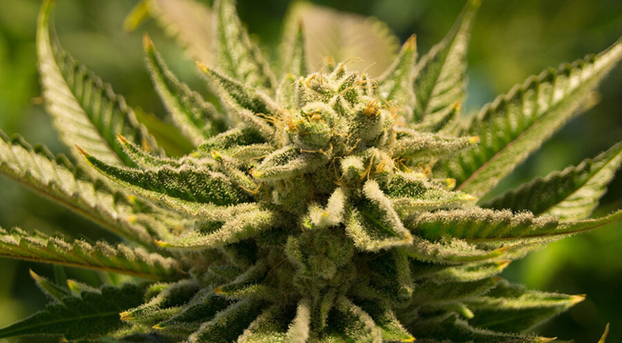 Der Besitz von maximal 25 Gramm „Genusscannabis“ zum Eigengenuss soll bei Erwachsenen demnach straffrei bleiben. Foto: pixabay.com