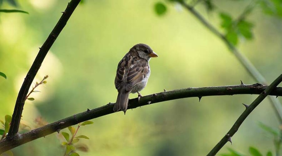 Der Sperling ist ein sehr kleiner Vogel. Foto: pixabay.com